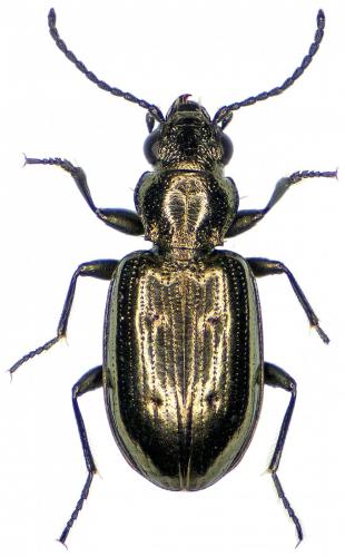 Réf. 188 819 : Bembidion bipunctatum